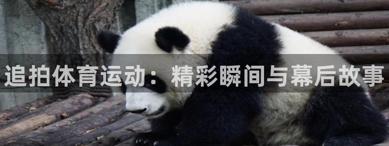 球客岛：追拍体育运动：精彩瞬间与幕后故事