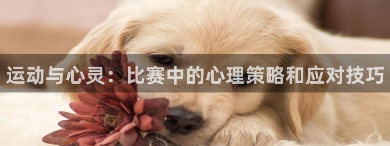 球客岛：运动与心灵：比赛中的心理策略和应对技巧